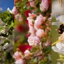 Réussir ses photos de printemps