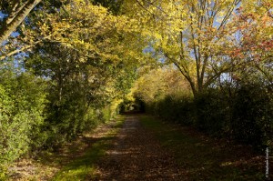 photo-automne-S.Grossin-5