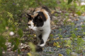 Quand votre sujet se déplace, ici le chat vient vers nous, le mode AF-C ou AI Servo est nécessaire