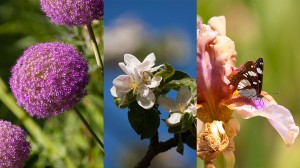 Priorité diaphragme ou priorité vitesse, vous aurez de belles photos de printemps