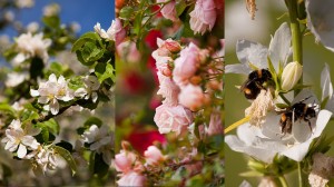 Réussir ses photos de printemps