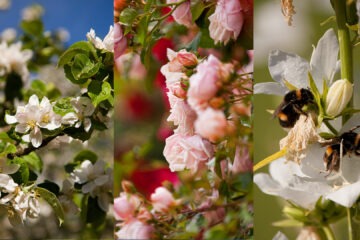 Réussir ses photos de printemps