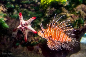 Photo-Aquarium-LR-17