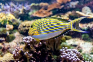 Photo-Aquarium-LR-25