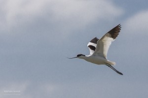 Avocette en vol