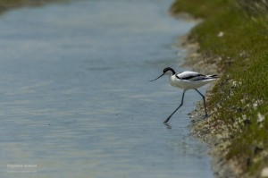 Avocette dans les marais salants