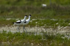 Couple d'avocettes