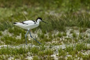 avocette dans les marais