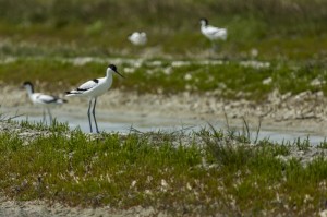 Avocette élégante