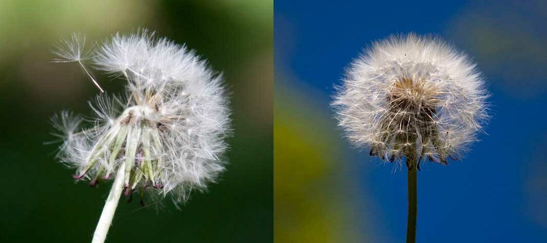 Là nous voyons que nous pouvons avoir des ambiances différentes en fonction du bokeh