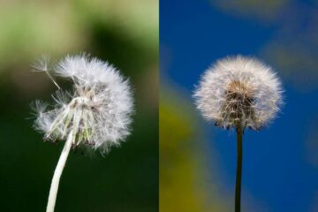 Là nous voyons que nous pouvons avoir des ambiances différentes en fonction du bokeh