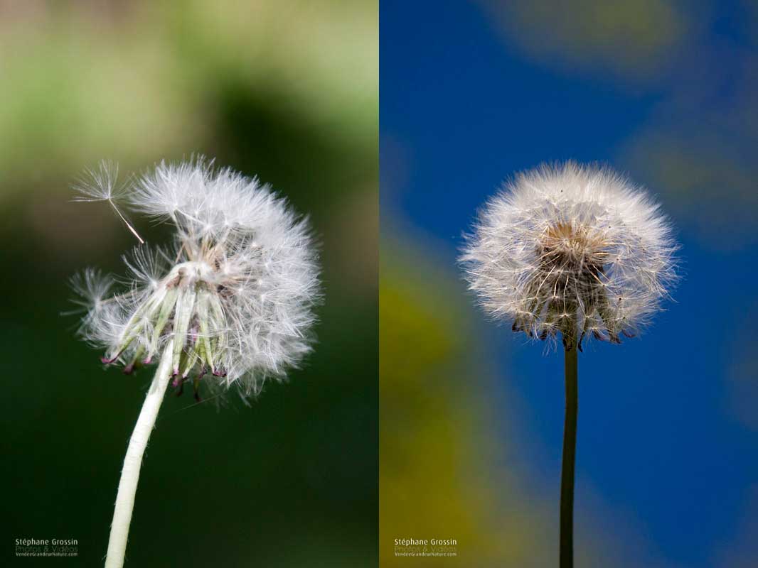 Là nous voyons que nous pouvons avoir des ambiances différentes en fonction du bokeh