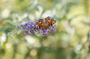 La photographie d'insectes vivant sera difficile avec le mode scène macro.