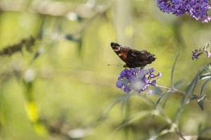 Cadrez et faites votre photo, l'appareil fera le reste. 