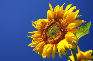 Fond-Tournesol
