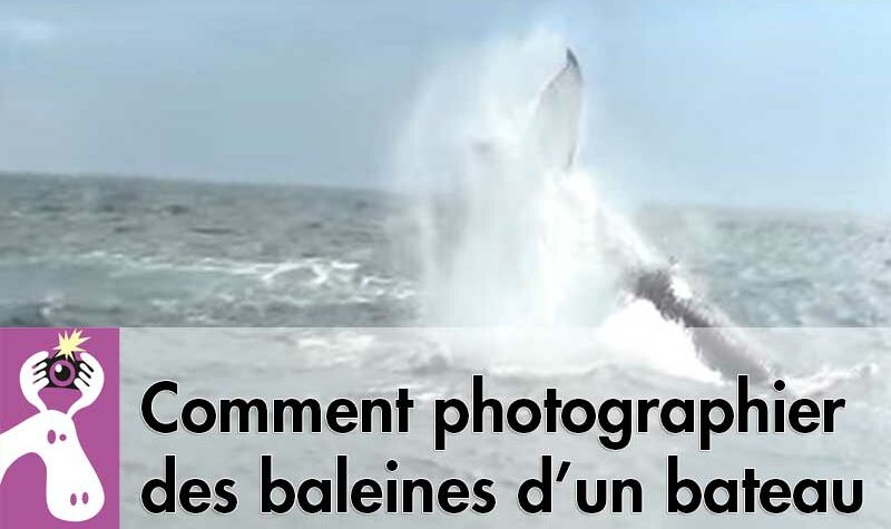 Comment-photographier-des-baleines-d-un-bateau