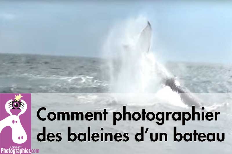 Comment-photographier-des-baleines-d-un-bateau