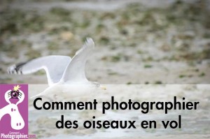 Comment photographier des oiseaux en vol