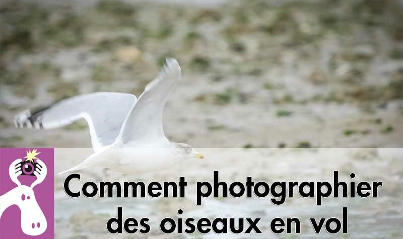 Comment photographier des oiseaux en vol