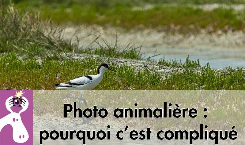 Photo animalière : pourquoi c’est compliqué