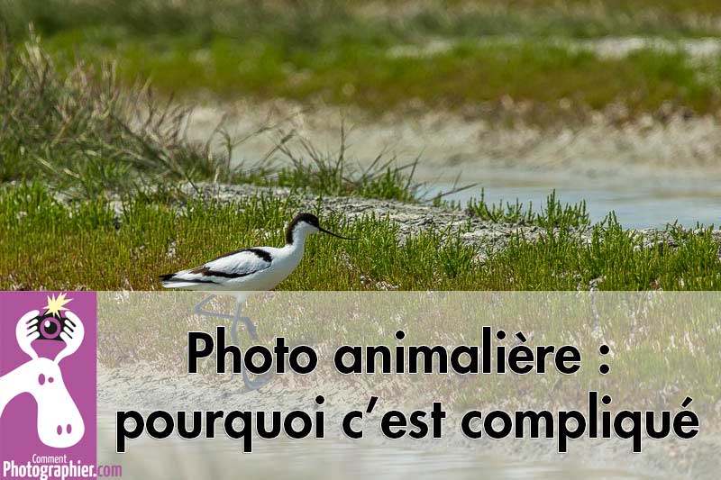 Photo animalière : pourquoi c’est compliqué