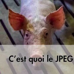 C'est quoi le JPEG ?