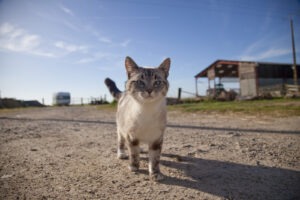 Comment photographier vos animaux de compagnie