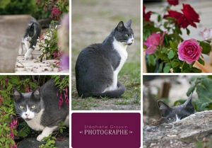 Comment photographier vos animaux de compagnie