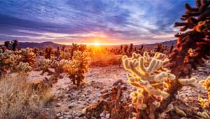 Réussir ses photos de paysages Cholla Cactus Garden 18