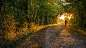 Réussir ses photos de paysages Chemin Forêt 29