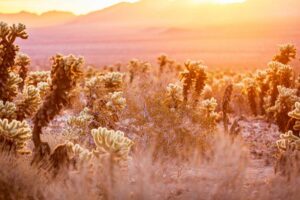 Cholla Cactus Garden Joshua Tree au lever du soleil