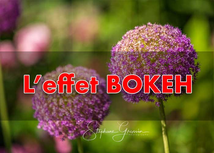 L'effet bokeh en photographie