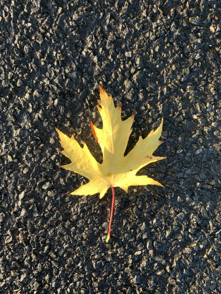 Photo d'une feuille morte jaune claire sur un fond de bitume noir