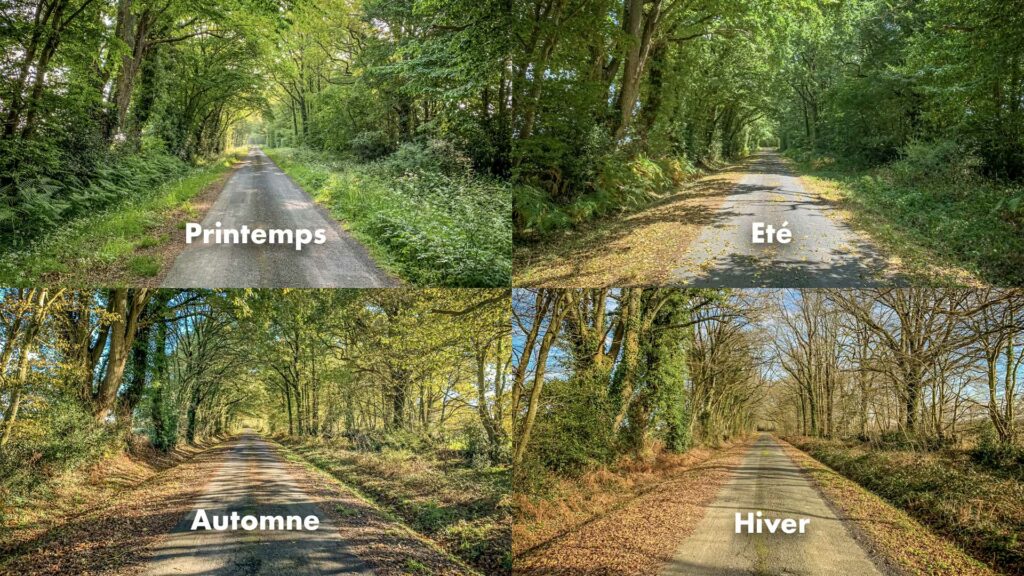 Route de campagne bordée d'arbres en automne, printemps, été et hiver