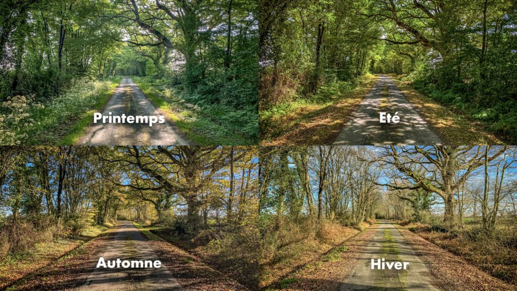 Route de campagne bordée d'arbres avec un gros chêne en automne, hiver, printemps et été